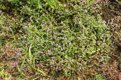 Cyanotis fasciculata